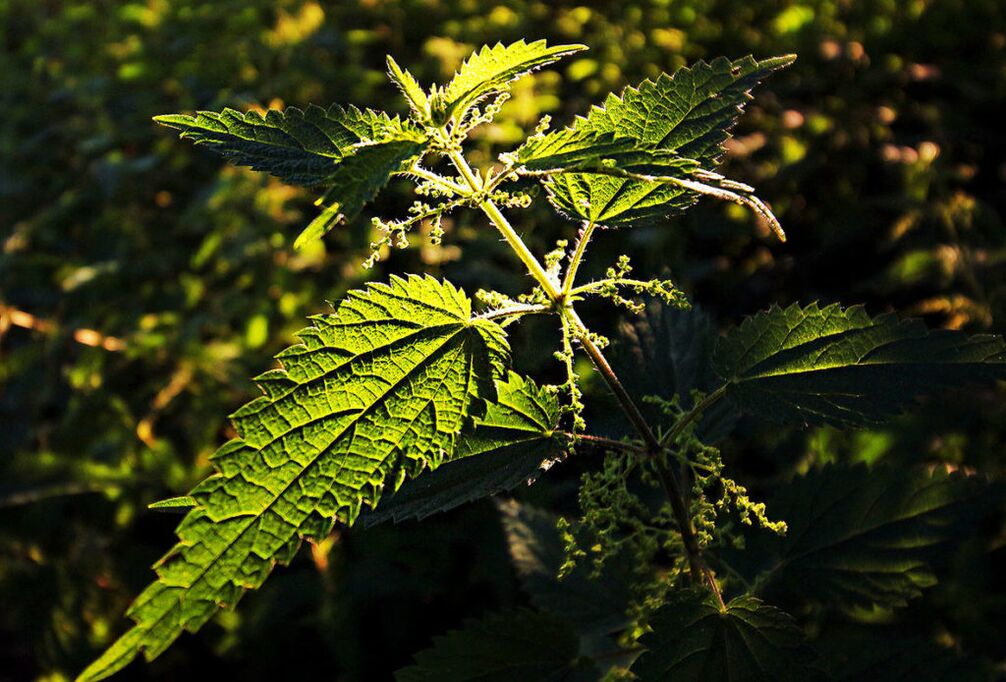Nettle to increase potential