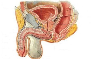 location of ji point in males