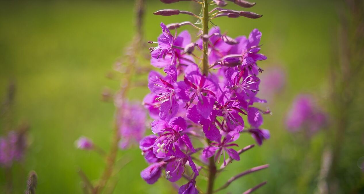 fire weed for men's health